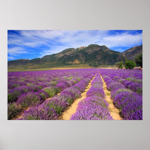 La lavanda coloca para siempre posters