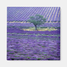 La lavanda coloca, Vence, Provence, Francia Imanes Para Frigoríficos