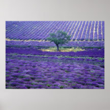 La lavanda coloca, Vence, Provence, Francia Posters