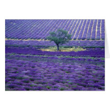 La lavanda coloca, Vence, Provence, Francia Tarjeta