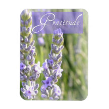 La lavanda de la gratitud florece el imán