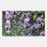La lavanda púrpura florece el brillo en sol etiqueta