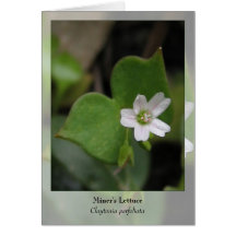 La lechuga del minero - Notecard nativo Tarjetón