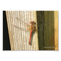 la libélula 5X7 él es cierre rojo y ascendente Arte Fotografico