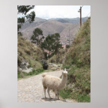¡La llama dice el "EL Perú de Viva! " Posters