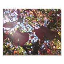 La luz brilla arte con fotos