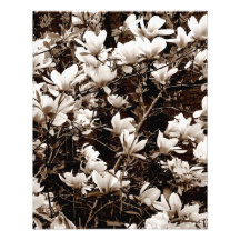 La "magnolia florece" impresión fotográfica