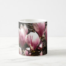 La magnolia japonesa florece la taza