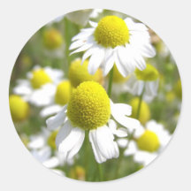 La manzanilla del detalle florece el prado pegatinas  