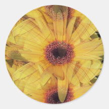 La margarita amarilla de Gerber florece al pegatin