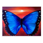 La mariposa azul Morph la puesta del sol - multi Postales