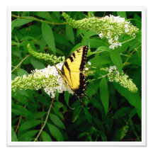 La mariposa Bush y el Swallowtail Arte Fotográfico