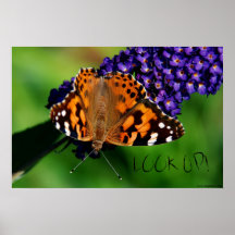 ¡La mariposa de monarca, MIRA PARA ARRIBA! , Poste