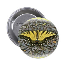 La mariposa de Swallowtail del tigre cada día es u Pins