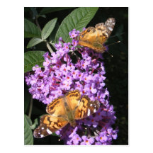 La mariposa hermana la postal del ~