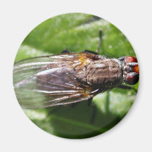 La mosca fastidia insectos imanes para frigoríficos