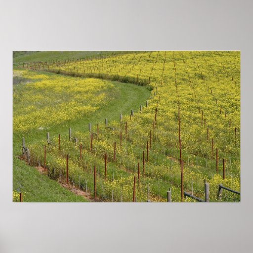 La mostaza salvaje alfombra un viñedo de Sonoma Poster