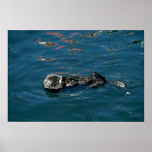 La nutria encendido apoya en agua poster