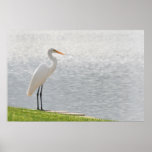 La "opinión del Egret " Posters