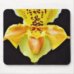 La orquídea Paphiopedlum, "corona de oro" florece Tapete De Raton
