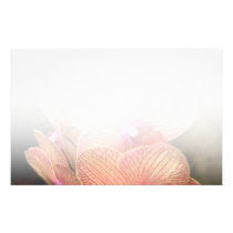 La orquídea - Phalaenopsis - un sistema de belleza papeleria