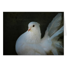 La paloma blanca es un símbolo de la paz tarjeta