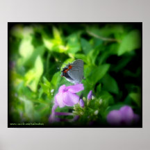 La pequeña mariposa gris 2 impresiones