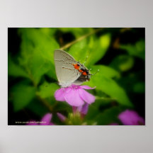 La pequeña mariposa gris impresiones