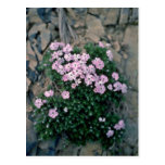 La pequeña roca rosada florece las flores tarjetas postales