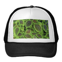 La planta del coleo sale del Solenostemon Scutella Gorros
