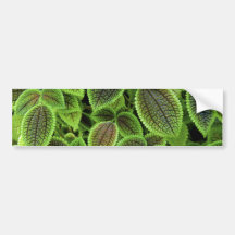 La planta del coleo sale del Solenostemon Scutella Pegatina De Parachoque