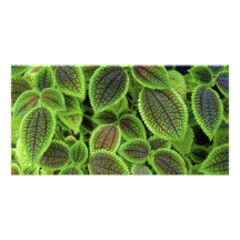 La planta del coleo sale del Solenostemon Scutella Tarjeta Fotografica