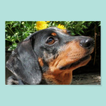 La plata Dapple al compinche 3 del Dachshund posters