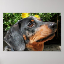 La plata Dapple al compinche 3 del Dachshund Posters