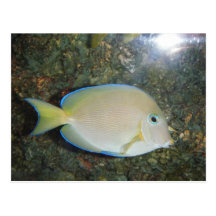 La postal misteriosa de los pescados