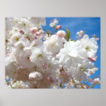 La primavera florece cielo azul del árbol florecie