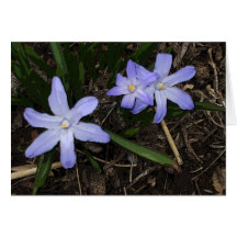 La primavera florece la tarjeta