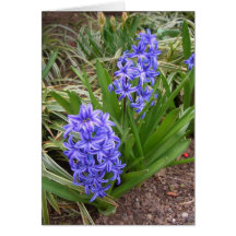 La primavera púrpura florece el arte y Photog de C Tarjetas