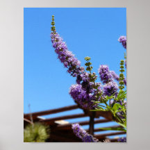 La púrpura florece el poster