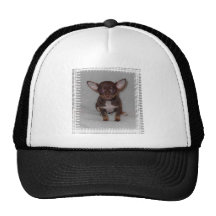 La regla 1 de la chihuahua gorras