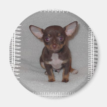 La regla 1 de la chihuahua iman para frigorífico