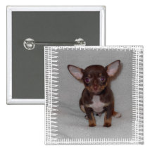 La regla 1 de la chihuahua pin