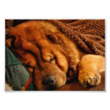 La siesta de un invierno largo….Estilo del perro c Impresiones Fotográficas