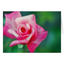 La tarjeta Rosa-En blanco