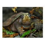 La tortuga más linda Evaaar Postal