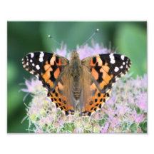 La una fotografía admirable de la mariposa