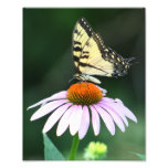 La una fotografía amarilla de la mariposa