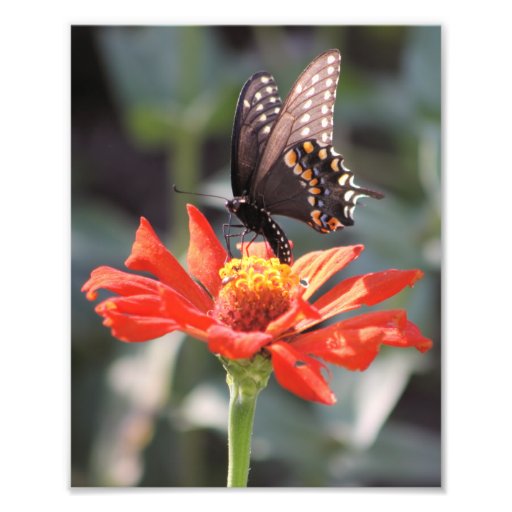 La una fotografía dramática de la mariposa