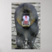La vida es un parque zoológico en una selva posters