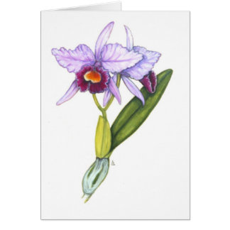 Labiata de Cattleya Tarjetón